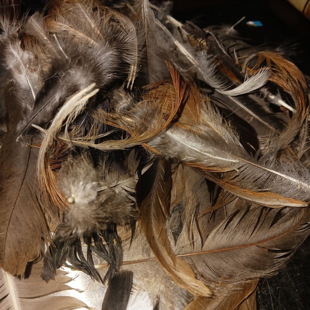 Raw Chicken Feathers Bag Ethically Sourced Nature Cleaned Oddities Crafting